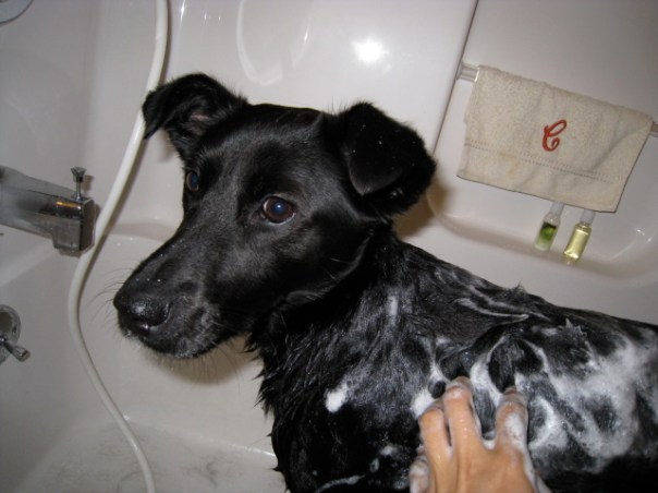 2:48pm Giving Oreo a long overdue.  She was great--very calm and relaxed in the tub.