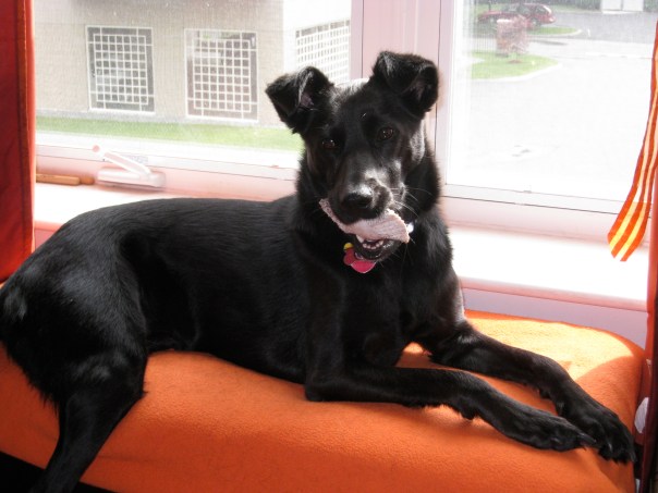 9:23 am - Oreo on her perch, watching the outside world as she wait for a trip outside.